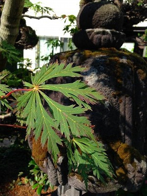 Img_19730909 Img_19730909