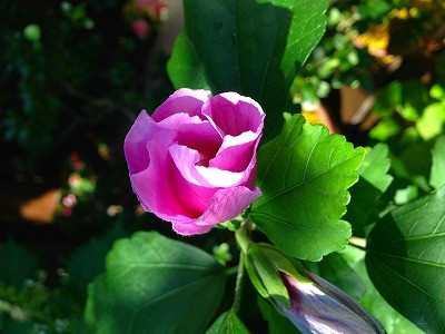 Img_21400921 Img_21400921