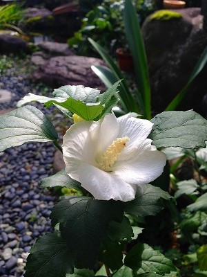 Img_22741009 ムクゲの花