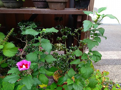 我が家の庭のソウタンとムクゲの花です。