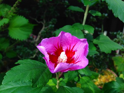 我が家の庭のソウタンとムクゲの花です。