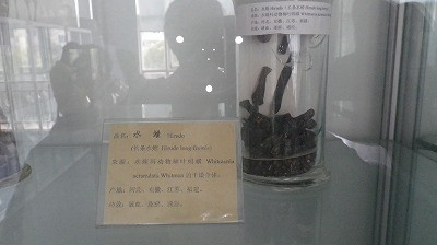 Imgp79740915 ここは「虫薬」の展示室です。