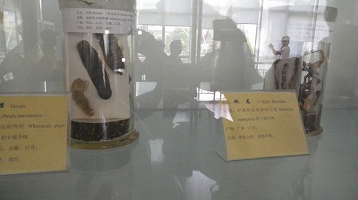 Imgp79750915 地竜