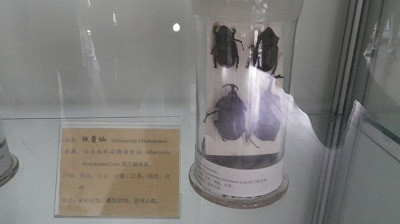 Imgp79760915 カブトムシも漢方薬になるとは知りませんでした。
