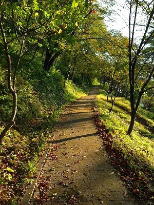 若木山の上り路