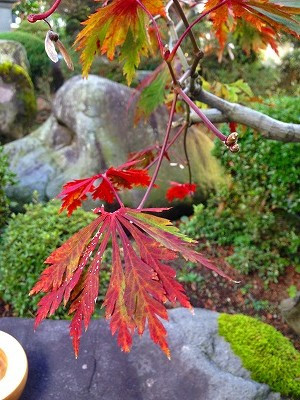 ハウチワカエデの秋の紅葉です