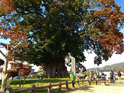 東根市の大欅