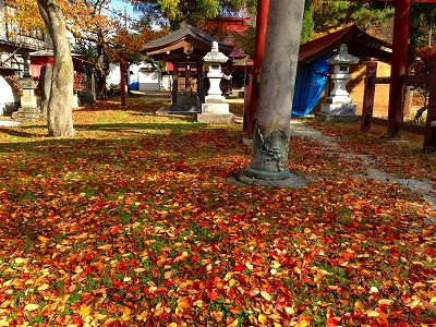 秋の桜の落葉