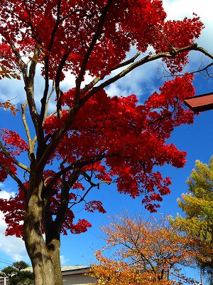 ケヤキの紅葉