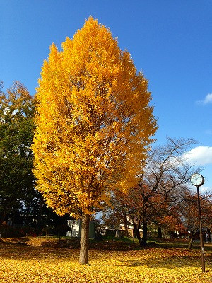 若木山公園の銀杏の紅葉