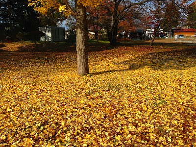 若木山公園の銀杏の紅葉