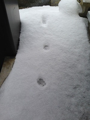 朝に目が覚めて玄関を開けるとそこには猫の足跡が