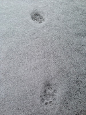 0630119 朝に目が覚めて玄関を開けるとそこには猫の足跡が