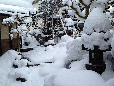 0今朝の我が家の庭です。