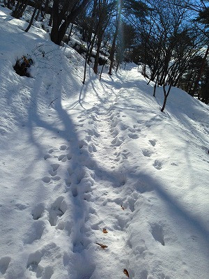 冬の若木山