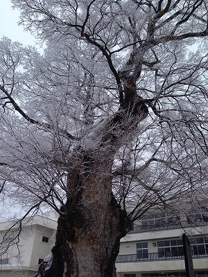 大ケヤキの巨木