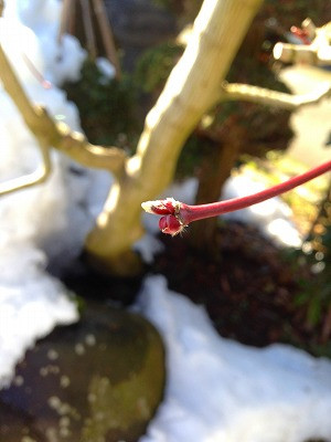 ハウチワカエデの芽と石灯籠"