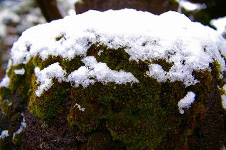 石灯籠の苔のアップと雪