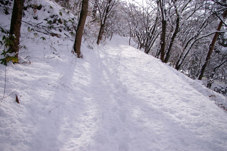 若木山の道