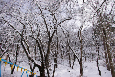 冬の若木山公園