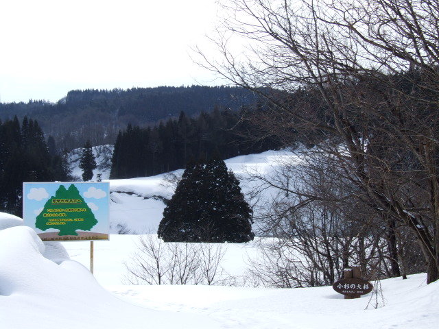 トトロの木です