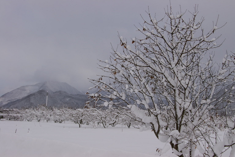 IMGP0002 さくらんぼ畑の雪景色