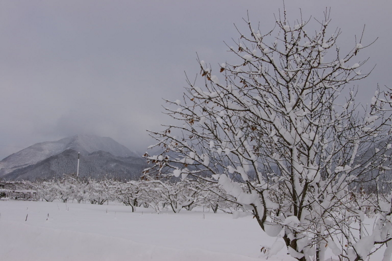 さくらんぼ畑の雪景色