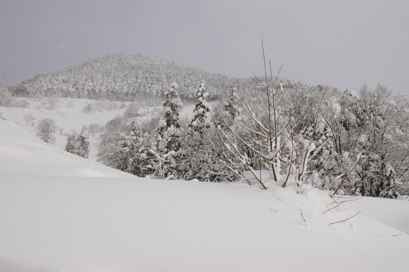 雪原の柿の木