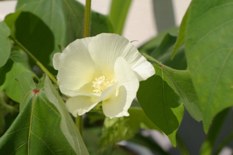 IMGP0013 綿の花です