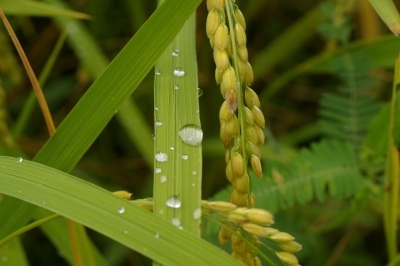 稲穂と水滴