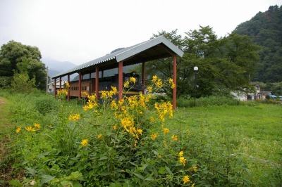 IMGP0152 夏花