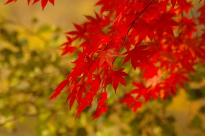 IMGP0699 奥入瀬の紅葉