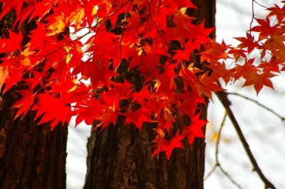 奥入瀬の紅葉