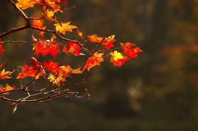 紅葉のアップの写真です