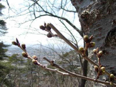 P4140175 若木山の桜