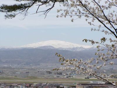 若木山の桜の季節