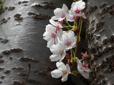 若木山の桜の季節