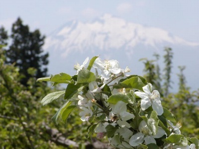 岩木山にはりんごの花がよく似合う