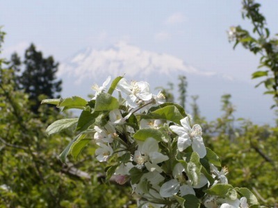 「岩木山にはりんごの花がよく似合う」