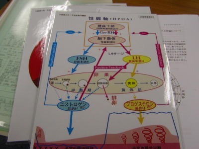P6040069 これは西洋医学的な女性のかたのホルモンバランス勉強の復習です。