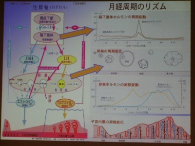 P6050078 これは西洋医学的な女性のかたのホルモンバランス勉強の復習です。