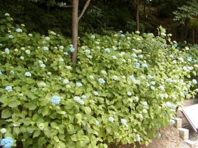 P6050089 山形はさくらんぼ実も早いところは、赤くなってきている農繁期です