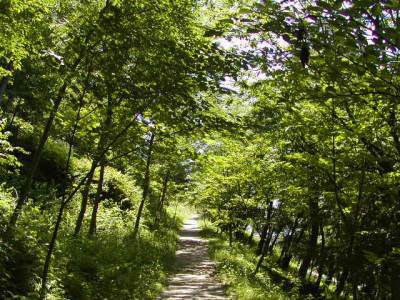 若木山の登り道も、すっかり緑に覆われて。