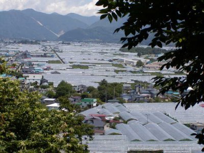 そろそろ、さくらんぼの季節も終わりなんですね。