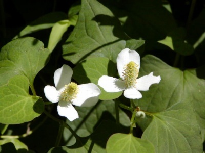 帰り道には、どくだみの花もきれいに咲いています。