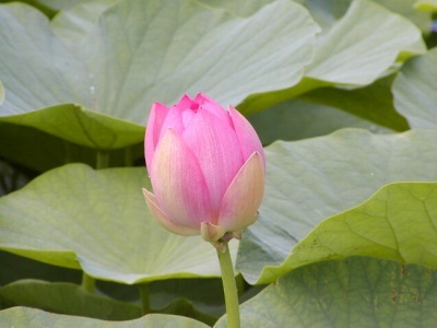 P7240020 ハスの花