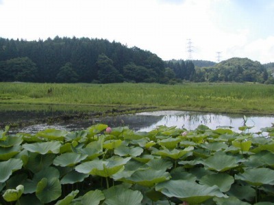 ハス池です