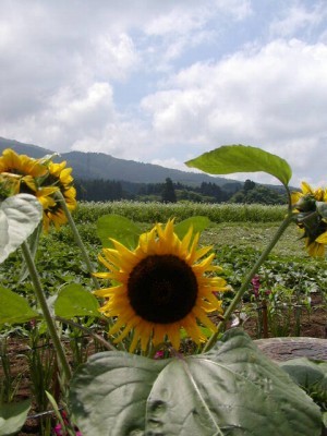 P7240029 蔵王のひまわり