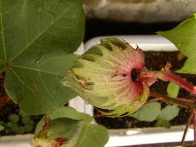 P9210045 綿花の蕾です