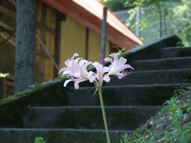 Dscf0252 夏水仙